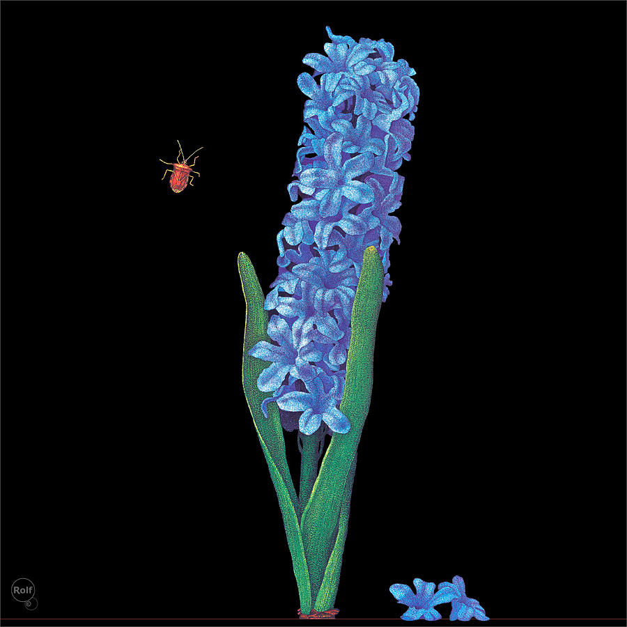 Flower Hyacinth Drawing by Rolf Design