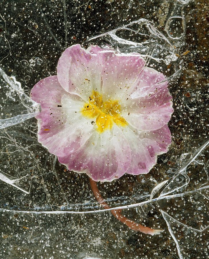 Flower In Ice Digital Art by Lando Pescatori