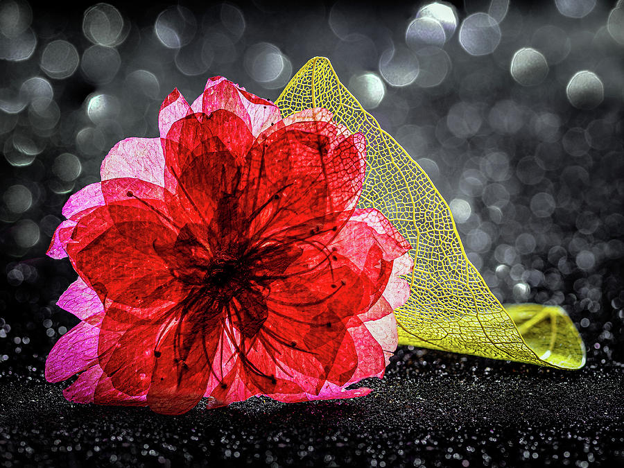 Flower In Red Photograph by Luis Vasconcelos