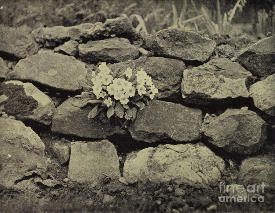 flower-in-the-crannied-wall-tennyson-photograph-by-harold-burdekin