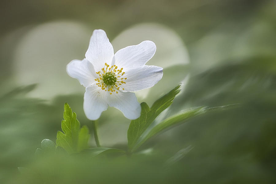 Flower In The Heart Photograph by Benjamine Hullot Scalvenzi
