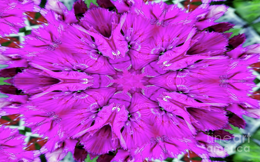 Flower In The Kaleidoscope Digital Art by D Hackett