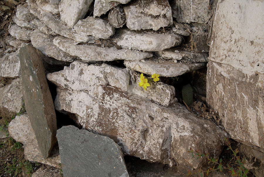 Flower in the rocks along the Kora in  McLeod Ganj Digital Art by Carol Ailles