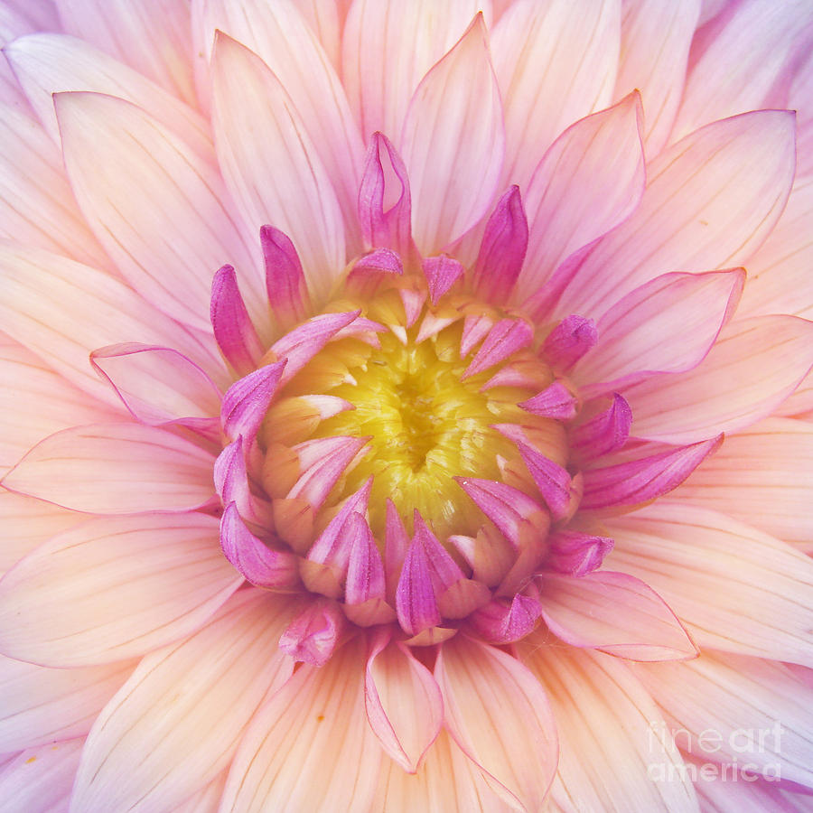 Big Photograph - Flower Macro by Danielo Big Photograph - Flower Macro by Danielo