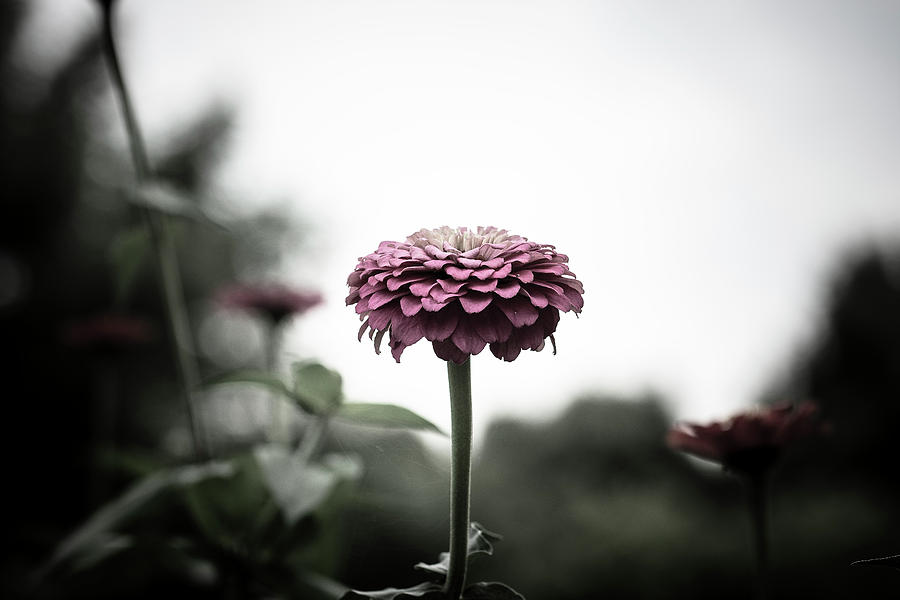 Flower Photograph by Matthew Blum