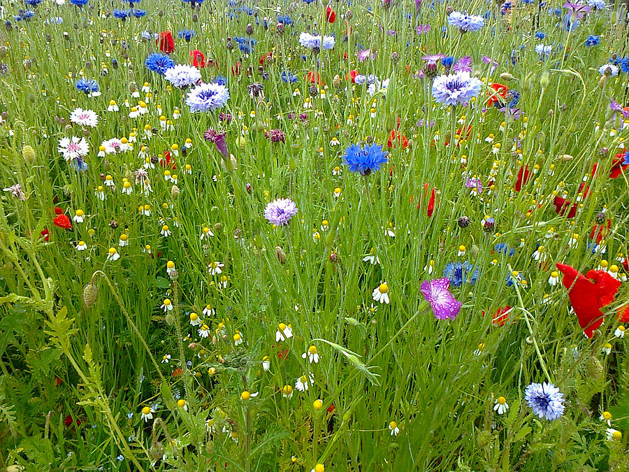 Flower Meadow by Elizabeth Lock Flower Meadow by Elizabeth Lock