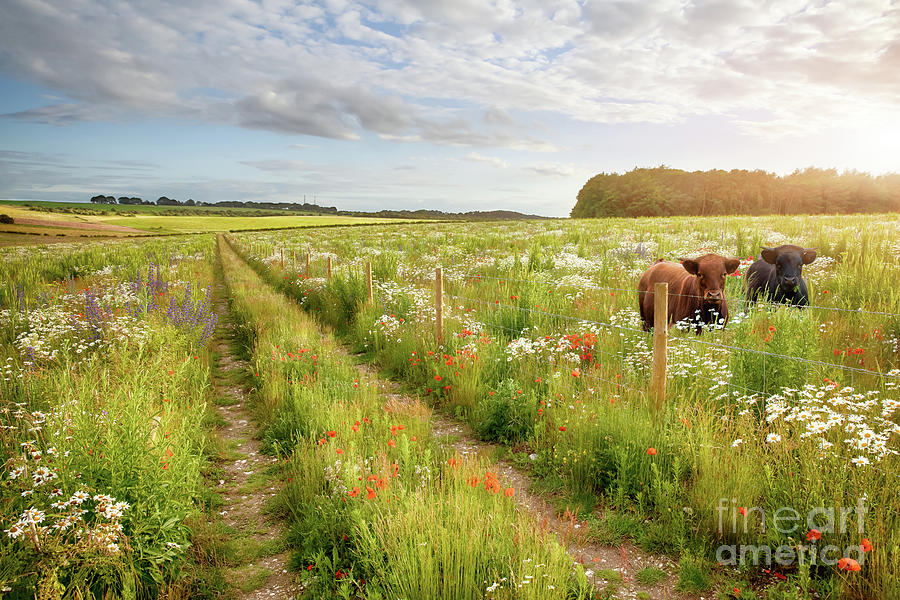 Norfolk flower meadow and two cows Photograph by Simon Bratt