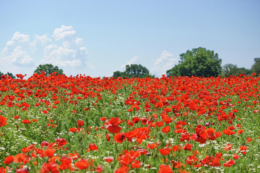 Flower Meadow With Poppies And Chamomiles Photograph by Angelica Linnhoff