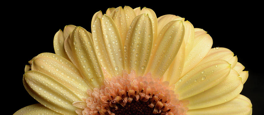 Flower Photograph by Mirko Chessari Flower Photograph by Mirko Chessari