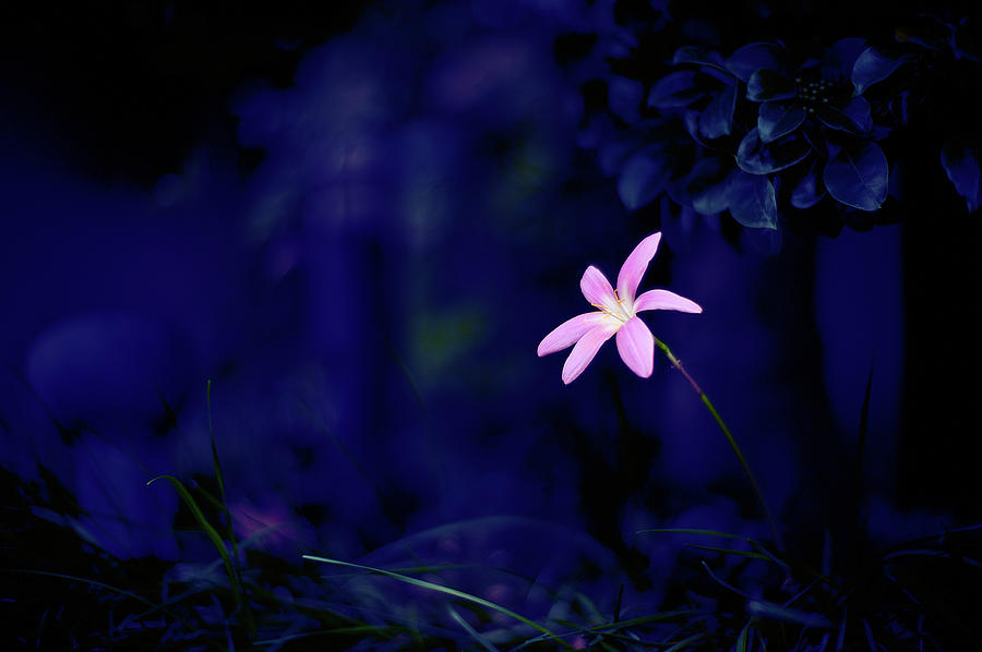 Dawn Photograph - Flower by Moaan