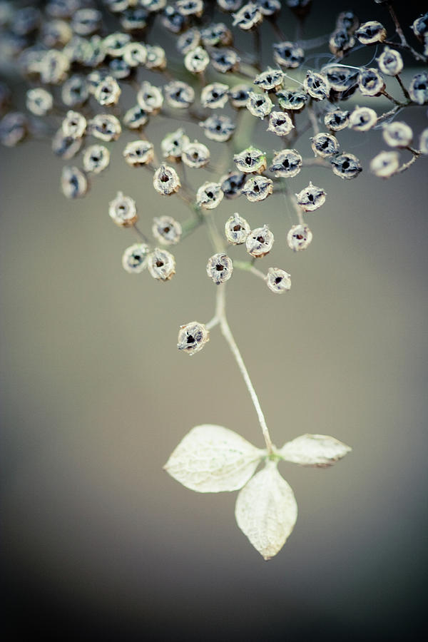 Flower Nature Artistic Photograph by Heleen Zeegers