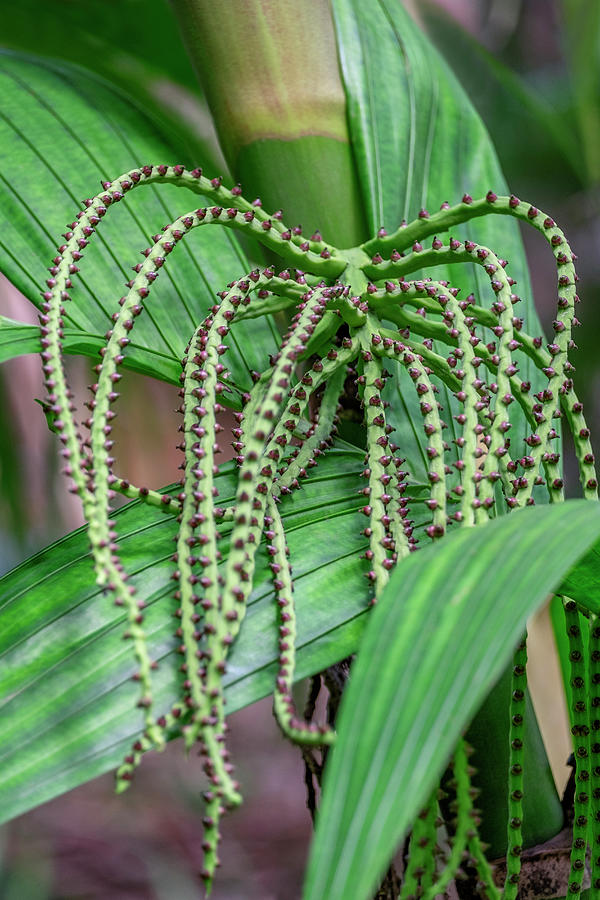 Flower Of A Chamaedorea Palm Tree Photograph by Lisa S. Engelbrecht ...