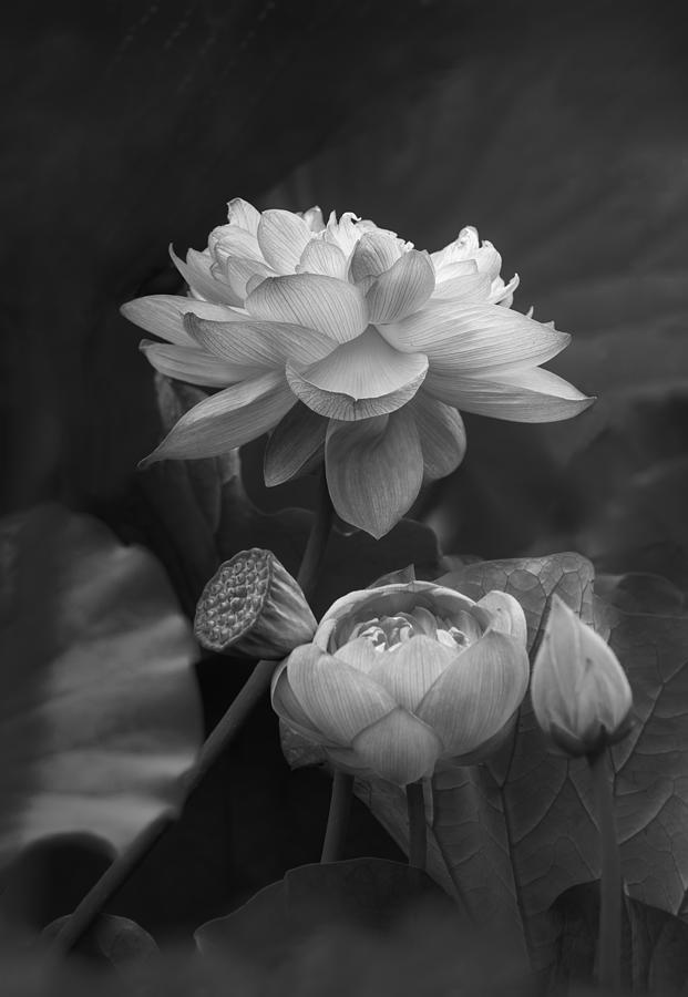 Flower Photograph - Flower Of Life by Makihiko Hayama