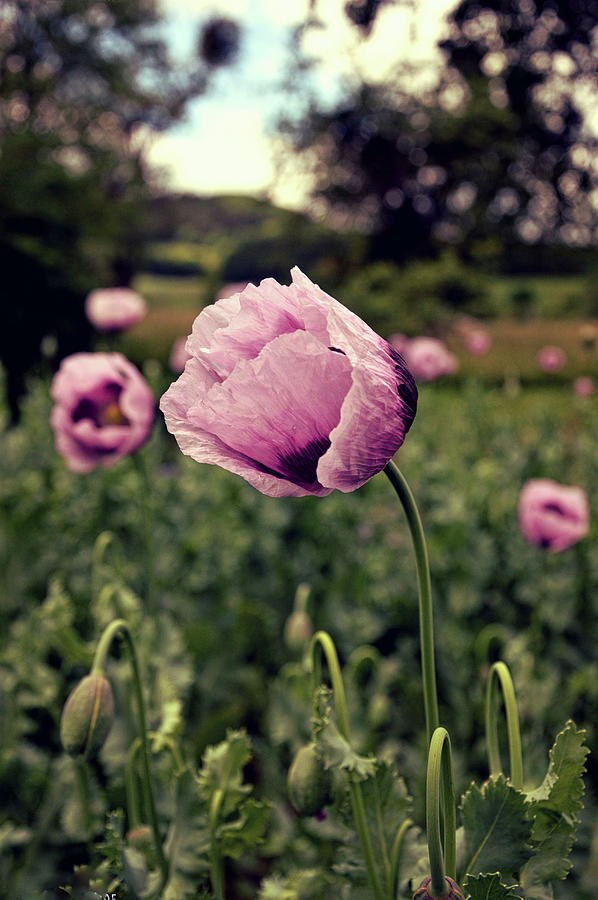 Flower Of Opium Poppy Photograph by Christin By Hof 9