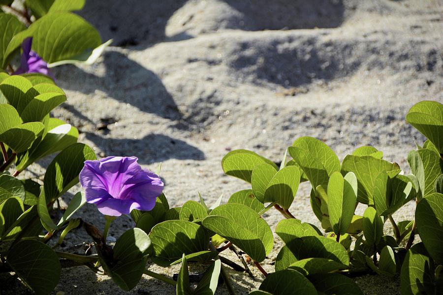 Flower of the Sand Photograph by T Lynn Dodsworth