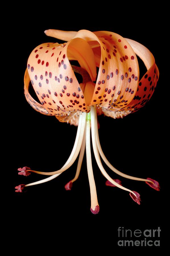 Flower Of Tiger Lily Photograph by Dr Jeremy Burgess/science Photo Library