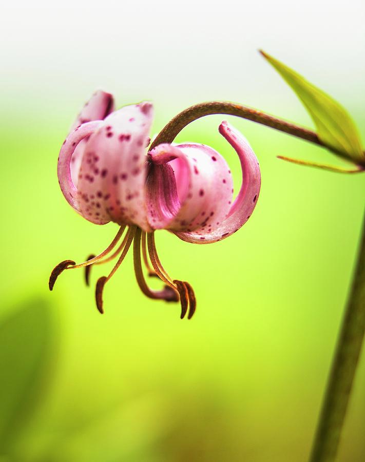 Flower Of Turks Cap Lily Photograph by Per Magnus Persson