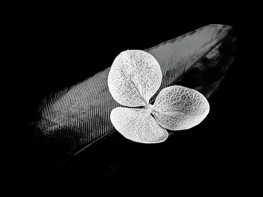 Flower on Black Feather Photograph by Luis Vasconcelos