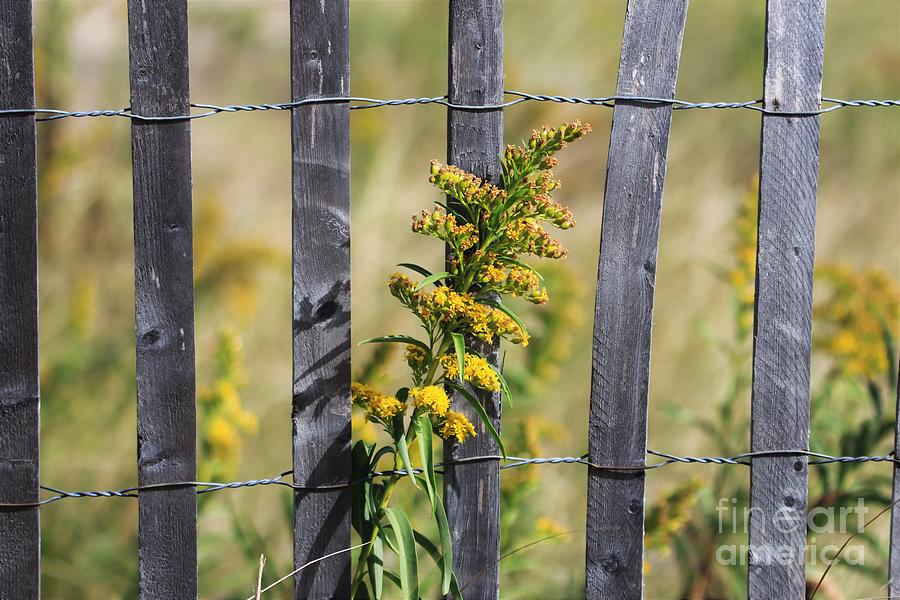 Flower On Snow fence by Karen Silvestri Flower On Snow fence by Karen Silvestri
