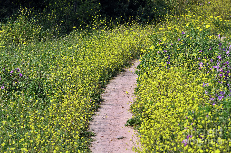 flower-path-photograph-by-dimitris-kolyris-fine-art-america