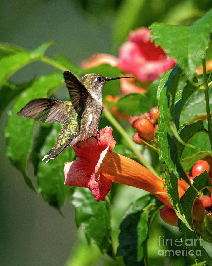 Flower Perched Hummingbird Photograph by Timothy Flanigan