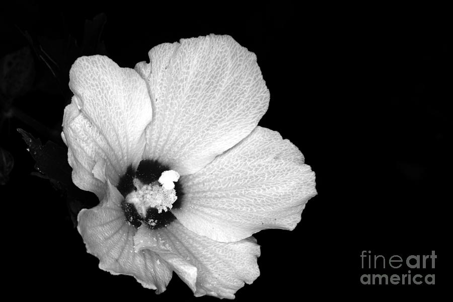 Flower-Pink Rose of Sharon infrared Photograph by Paul Ward