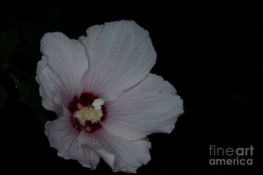 Flower-Pink Rose of Sharon Photograph by Paul Ward