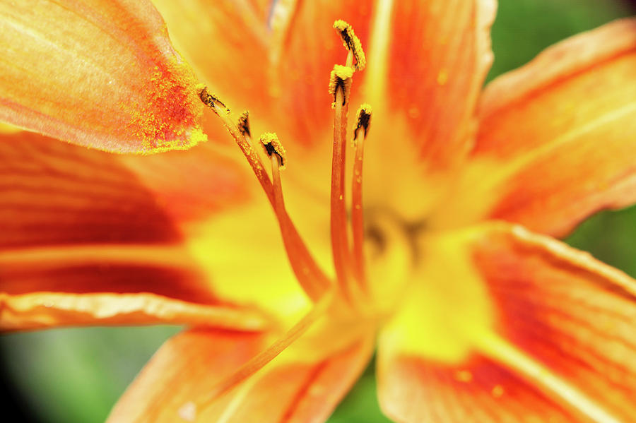 Flower Pollen Photograph by Jason Fink