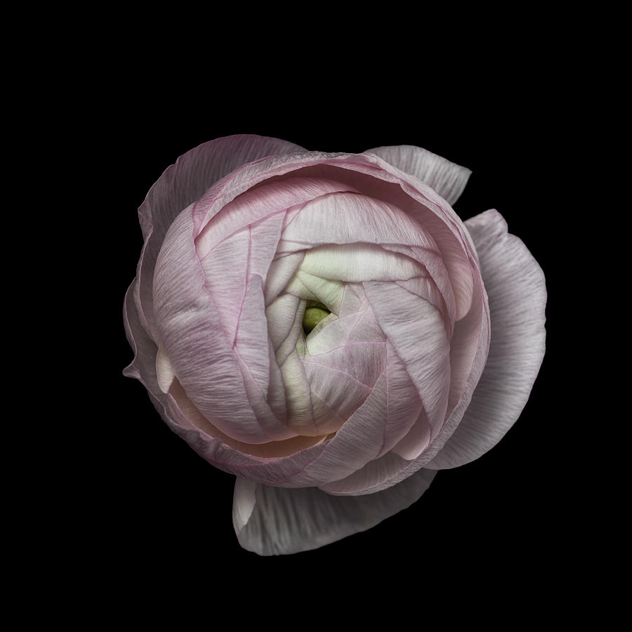 Still Life Photograph - Flower Portrait by Lotte Grnkjr