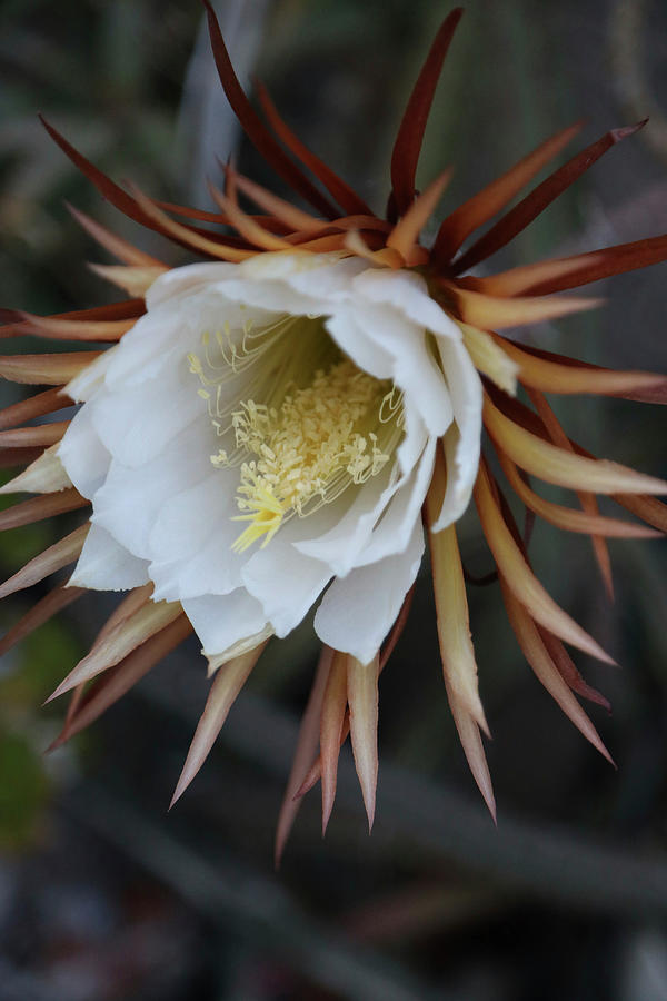 Flower Portrait Of The Night Cactus queen Of The Night Photograph by Sonja Zelano