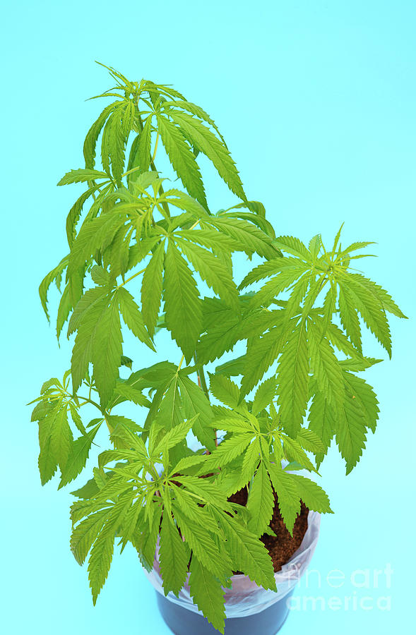 Flower Pot Medicinal Plant With Cannabis Marijuana Photograph by ...