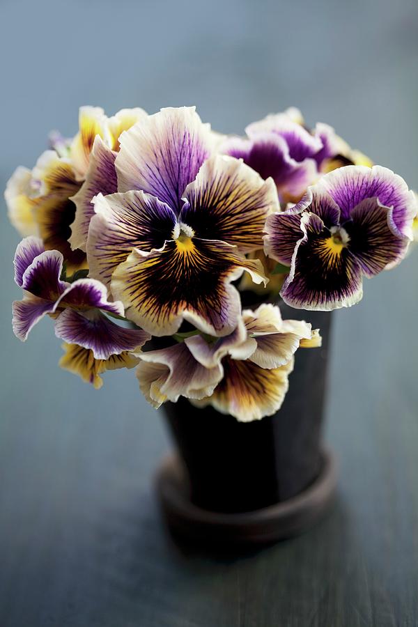 Flower Pot Of Violas Photograph by Martina Schindler