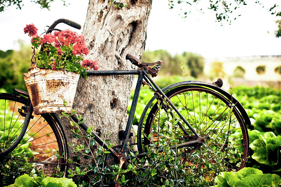 Flower Pot On Bicycle Photograph by Casarsa