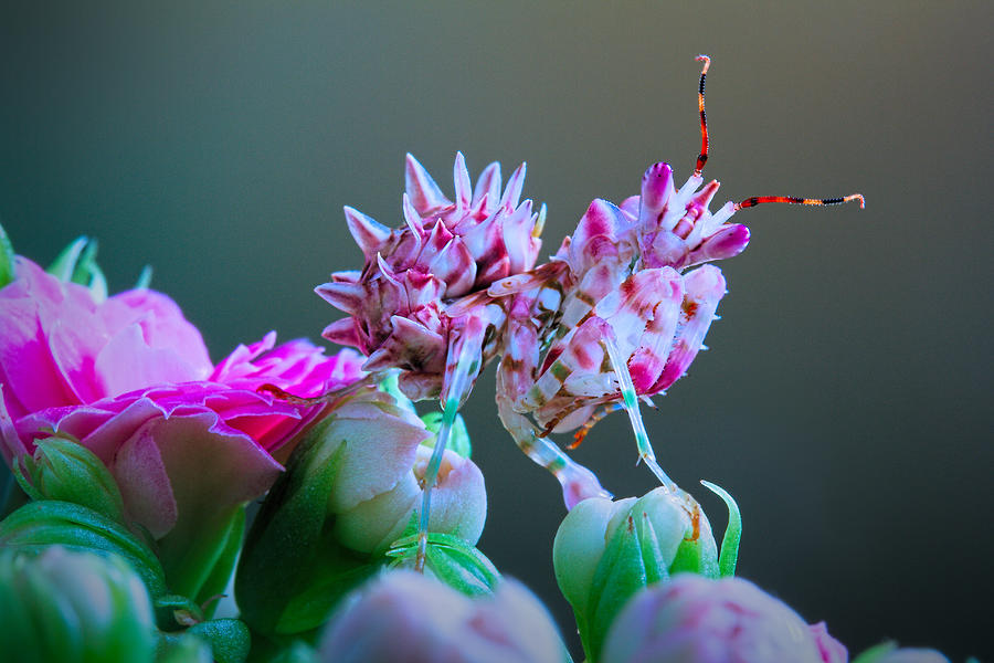 Insects Photograph - Flower Power 3 by Jimmy Hoffman