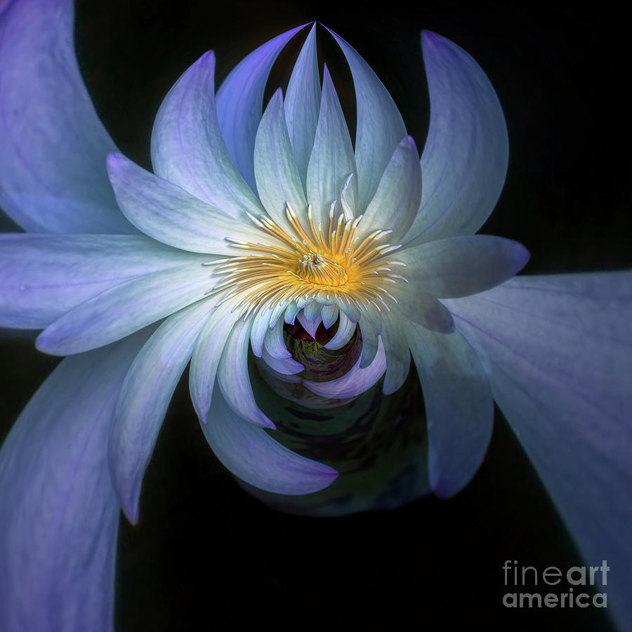 Flower Power Photograph by Doug Sturgess