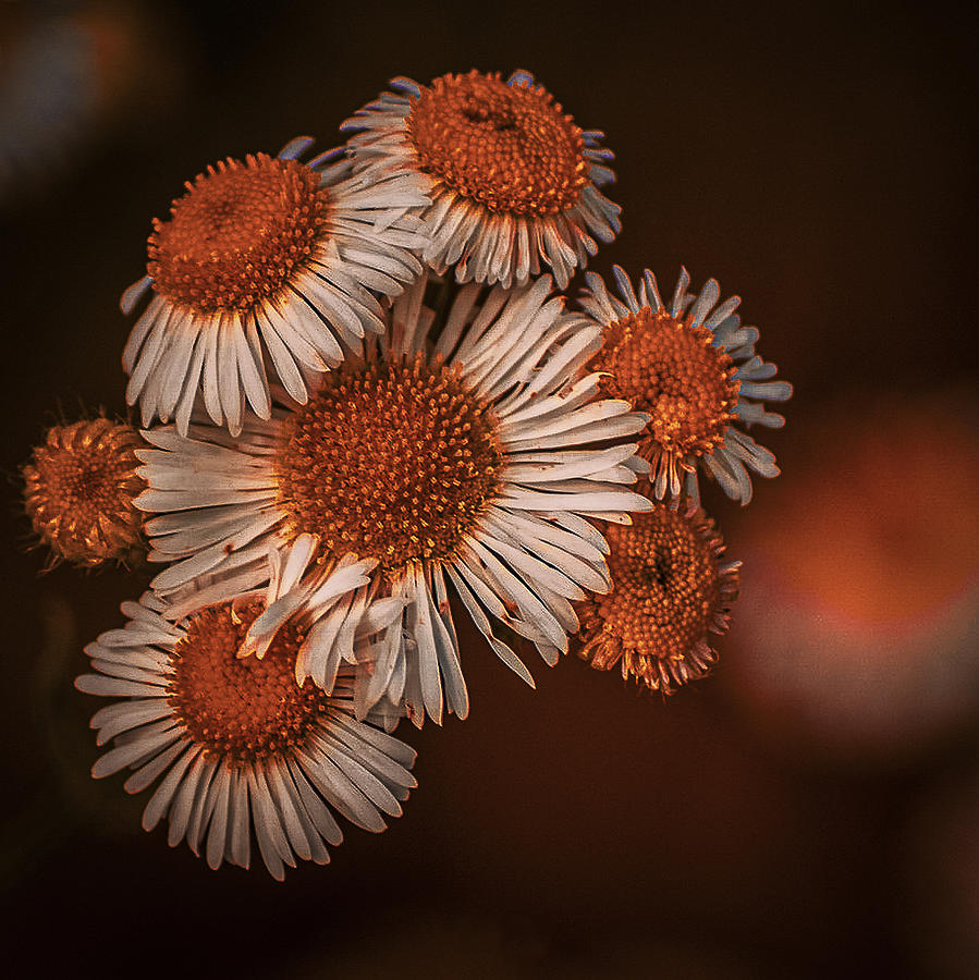 Flower Power Photograph by Johann Konopiski