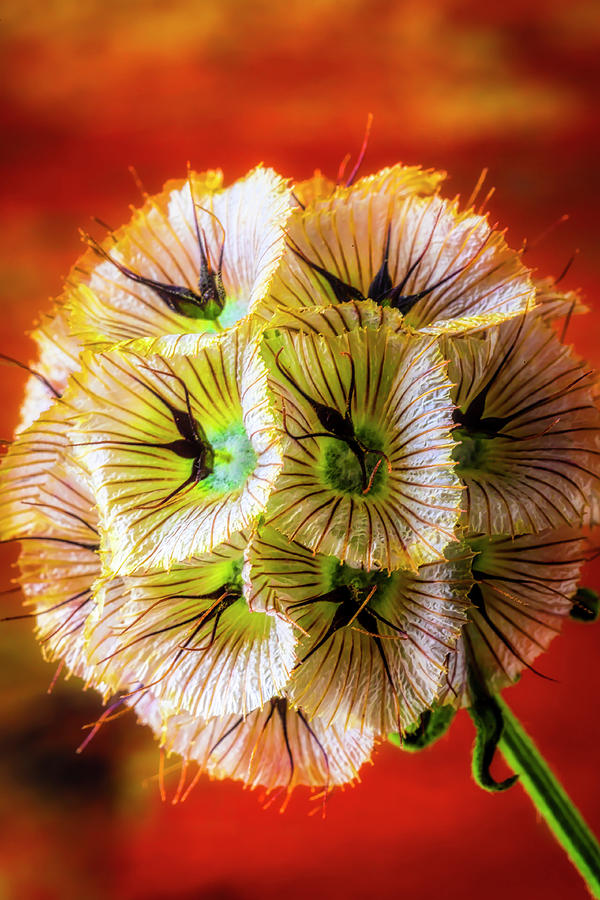 Flower Puff Photograph by Garry Gay