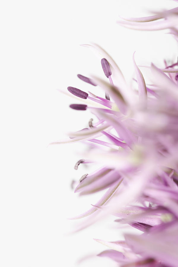 Flower Purple Photograph by 1x Studio Iii
