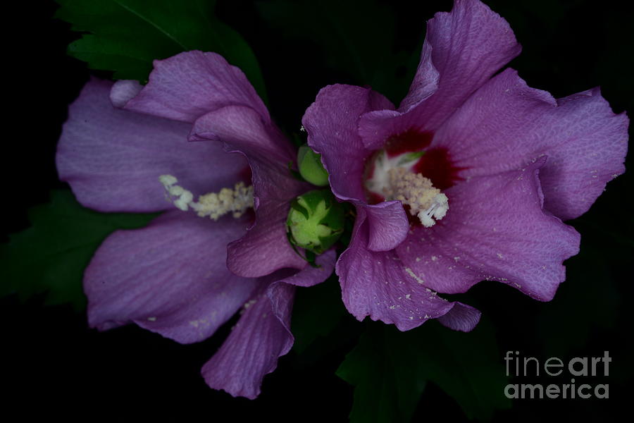 Flower-Purple Rose of Sharon Photograph by Paul Ward