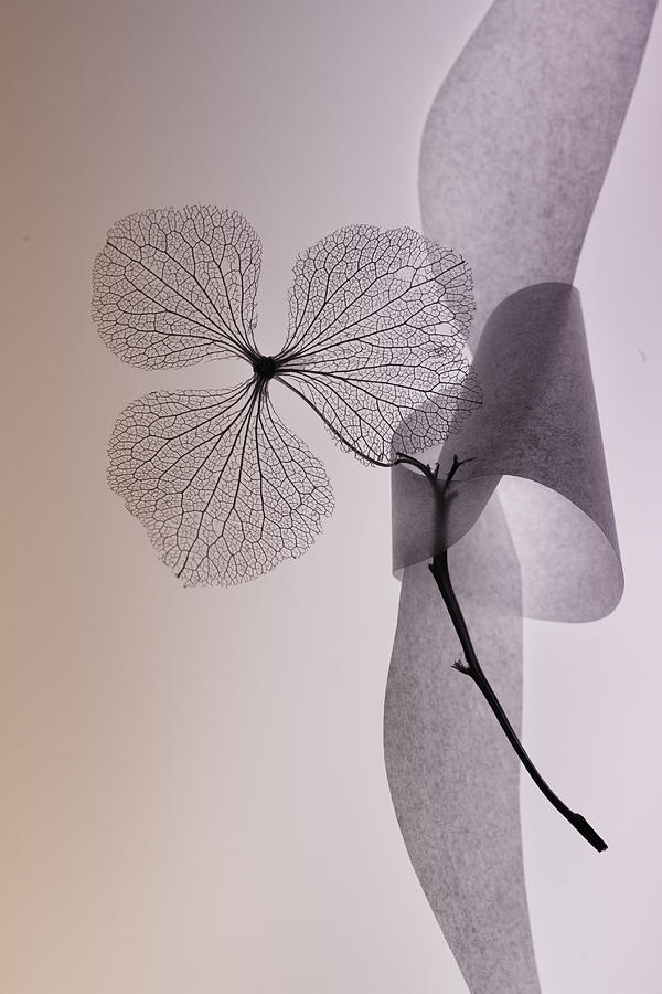 Hydrangea Photograph - Flower by Shihya Kowatari
