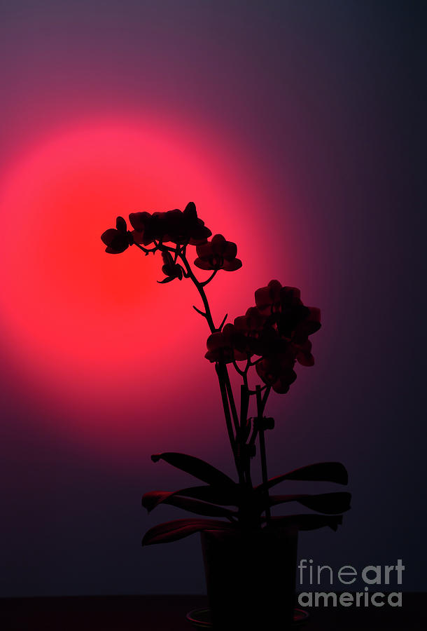 Flower Silhouette On A Dark Red Photograph by Webkatrin001