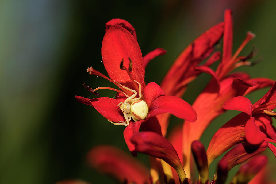 Flower Spider on Crocosmia Photograph by Robert Potts