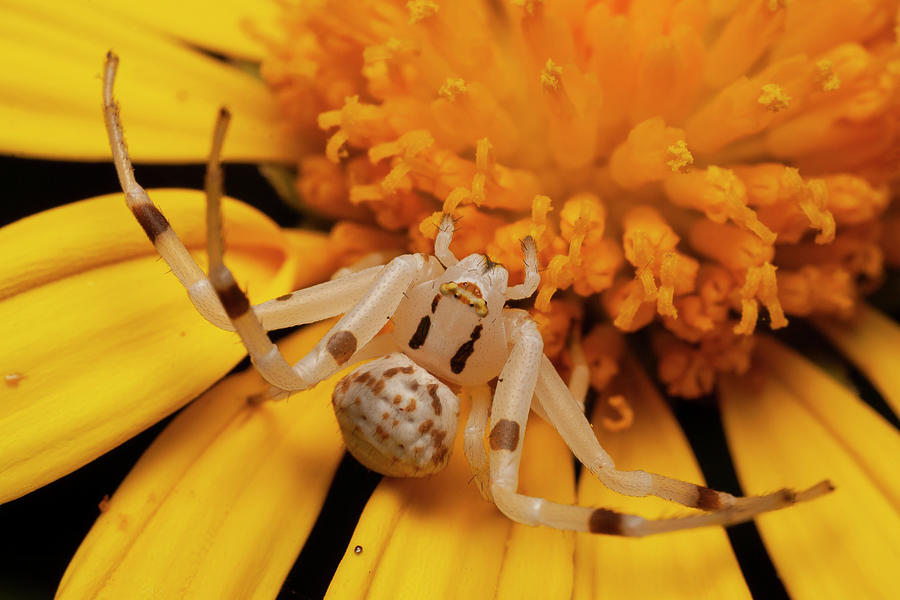 Flower Spider, Toowoomba, Queensland, Australia Photograph by Bruce ...