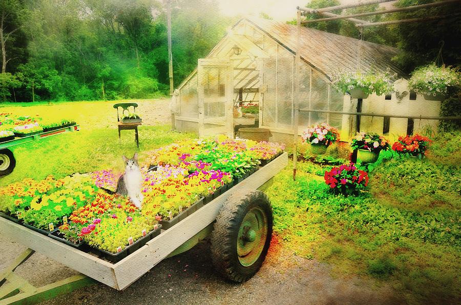 Tabby Flower Cart Photograph by Diana Angstadt