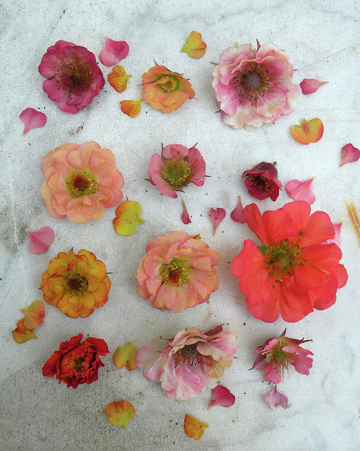 Flower Photograph - Flower Tableau With Avens geum, Single Flower Heads by Marieke Nolsen