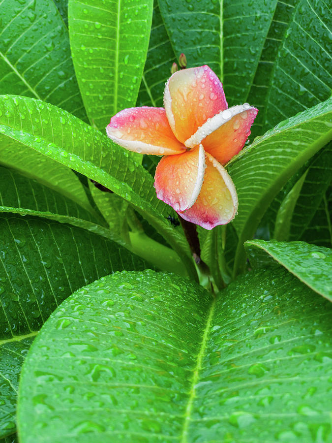 Raindrops on Pink Plumeria Flower Photograph by Terry Walsh