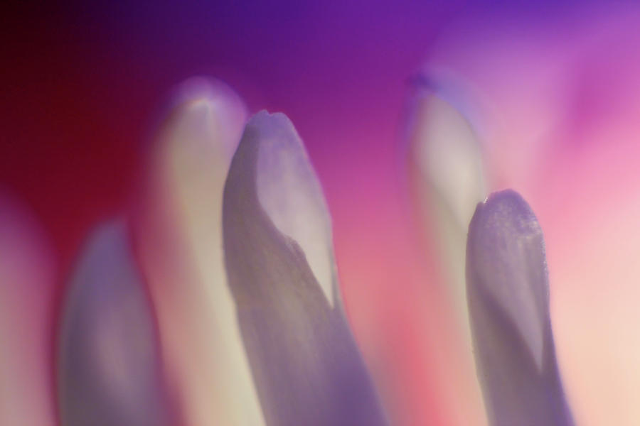 Flower Tips In Abstract Photograph by Jeffrey PERKINS