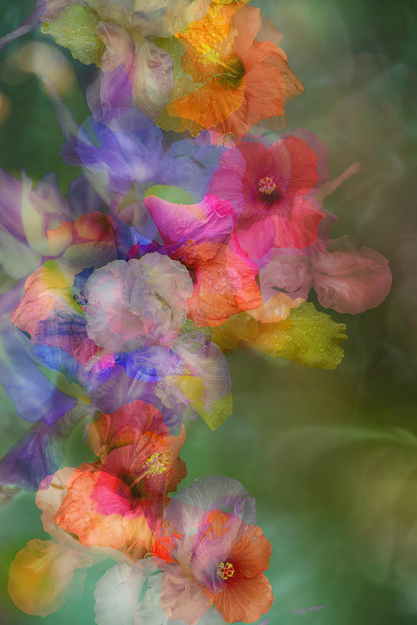 Flower Trail Photograph by Ludmila Shumilova