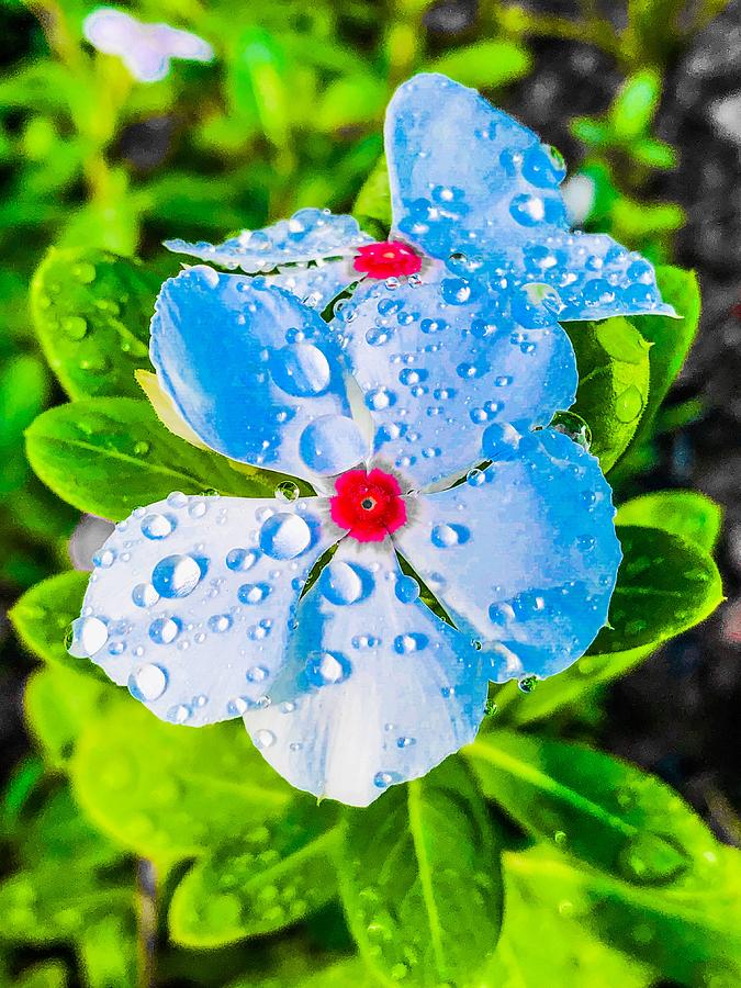 Flower With Rain Drops Photograph