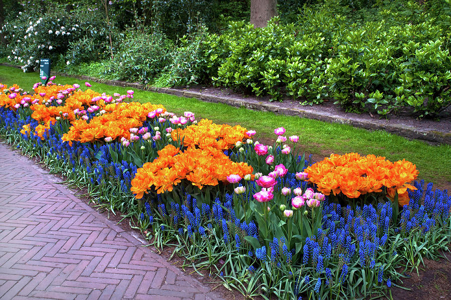 Flowerbed in Keukenhof Gardens with Orange Tulip Orca Photograph by Jenny Rainbow